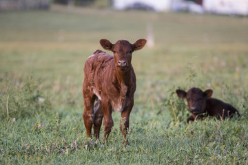 Calves in Field