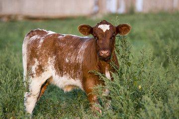 Young Shorthorn Calf © Beatrice