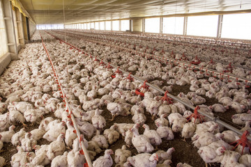 Chicken Farm, Poultry in Santa Catarina state, Brazil.
