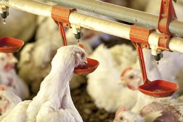 Chicken Farm, Poultry in Santa Catarina state, Brazil.