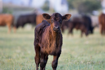 Angus Calf © Beatrice