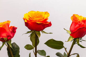 Obraz premium Beautiful Three Red Orange Roses