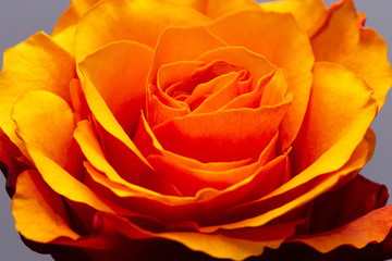 Head Of Beautiful Orange Rose