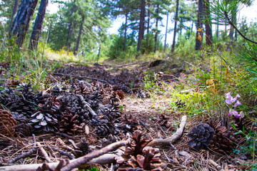 pine cones and forest