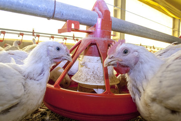 Chicken Farm, Poultry in Santa Catarina state, Brazil.