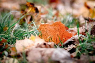 The bright maple leaf is in the grass on a clear autumn day_