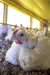 Chicken Farm, Poultry in Santa Catarina state, Brazil.