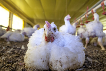 Chicken Farm, Poultry in Santa Catarina state, Brazil.