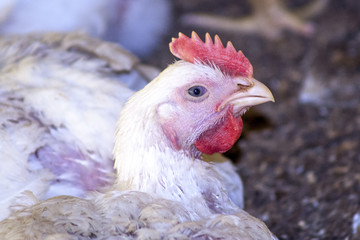 Chicken Farm, Poultry in Santa Catarina state, Brazil.