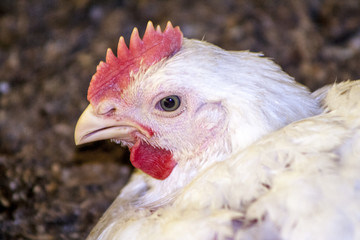 Chicken Farm, Poultry in Santa Catarina state, Brazil.