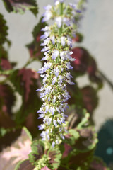 Coleus inflorescence closeup