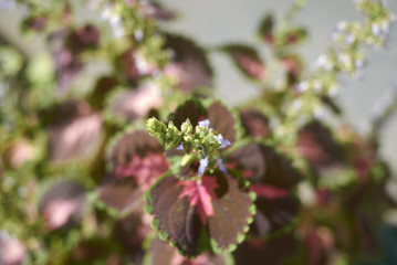Coleus inflorescence closeup