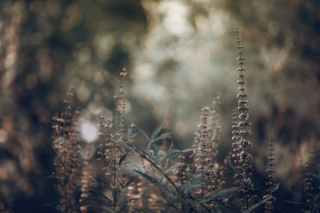 Beautiful blooming flowers