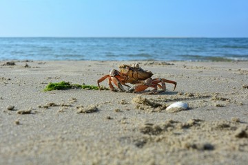 Strandkrabbe an der Nordseeküste im Sand mit Muscheln und Algen, Meer und blauem Himmel im...