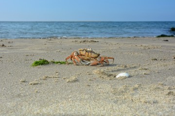 Fototapeta na wymiar Krabbe am Strand mit Muschel und Nordsee