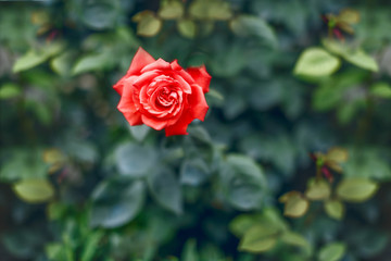 Beautiful blooming flowers