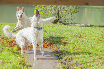 Two playful big white dogs are running around outside. It's a nice day.