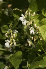 Fototapeta premium Bean plants in the garden, flower