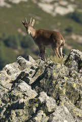 Iberian ibex, Capra pyrenaica, Iberian Ibex, Spain, on top of the rock