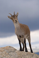 Iberian ibex, Capra pyrenaica, Iberian Ibex, Spain, on top of the rock