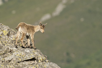Iberian ibex, Capra pyrenaica, Iberian Ibex, Spain, on top of the rock