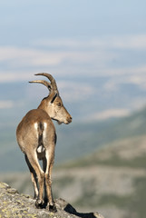 Iberian ibex, Capra pyrenaica, Iberian Ibex, Spain, on top of the rock