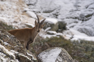 Mountain goat Iberian, Capra pyrenaica, Iberian Ibex, Spain, in the snow