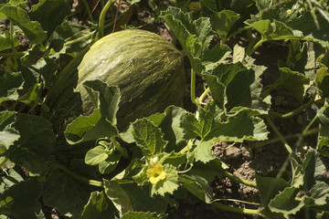 Melon, in the garden, fruit, plant, leaves, flower