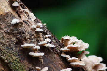 mushroom herb and vegetarian in fresh forest