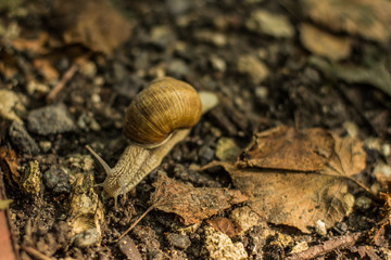 soft focus snail wild animal portrait in the forest on a ground between falling leaves autumn environment