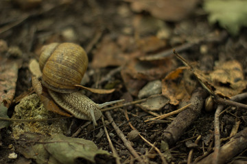 soft focus snail wild animal portrait in the forest on a ground between falling leaves autumn environment