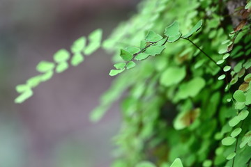  maidenhair fern on old wooden in fresh nature
