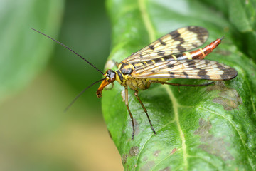Skorpionsfliege 3