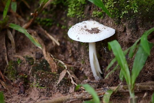  mushroom herb and vegetarian in fresh forest