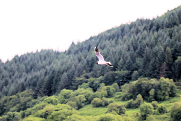 SKY HAS NO LIMIT TO FLY HIGH