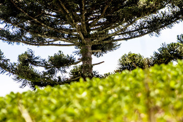 Araucaria tree and Soy field on farm in Santa Catarina State, South of Brazil