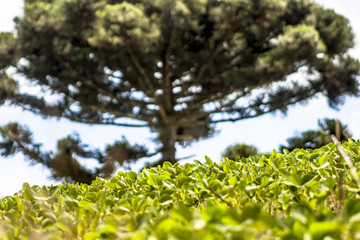 Araucaria tree and Soy fiel on farm in Santa Catarina State, South of Brazil