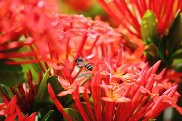beautiful red spike flower in fresh nature