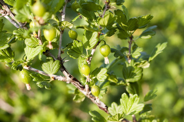 Gooseberry berry