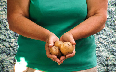 the woman is holding a young potato. Harvesting