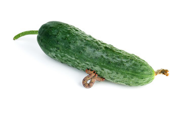 Geometrid caterpillar eat cucumber