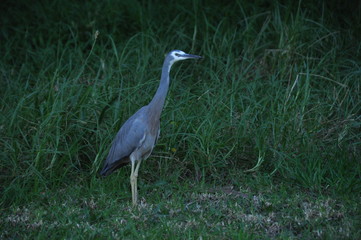 Oiseau