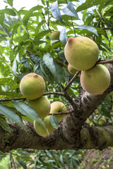 Bunch of Peaches hanging from a branch