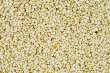 Germinated quinoa seeds