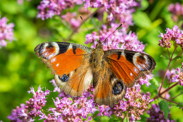 European peacock butterfly