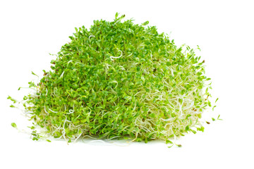 Bunch of green alfalfa sprouts