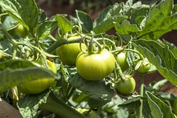 Green tomatoes on field