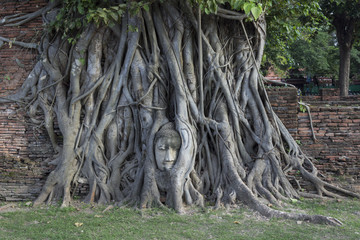Fototapeta na wymiar 木の中の仏頭　タイ・アユタヤ