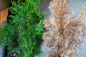 Green and yellow dead dried thuja on the balcony.