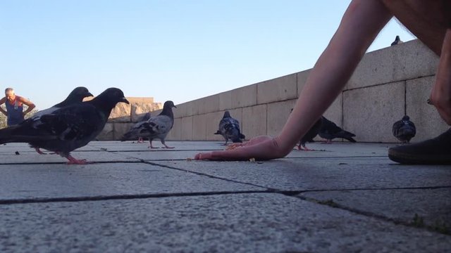 Man feeding pigeons by hand
